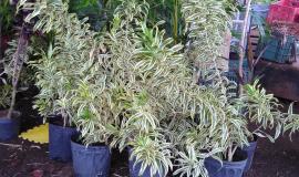 Pleomele Variegata