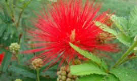 Calliandra Vermelha