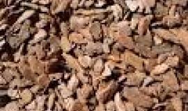 Casca de Pinus