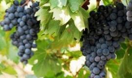 Uva Francesa Preta